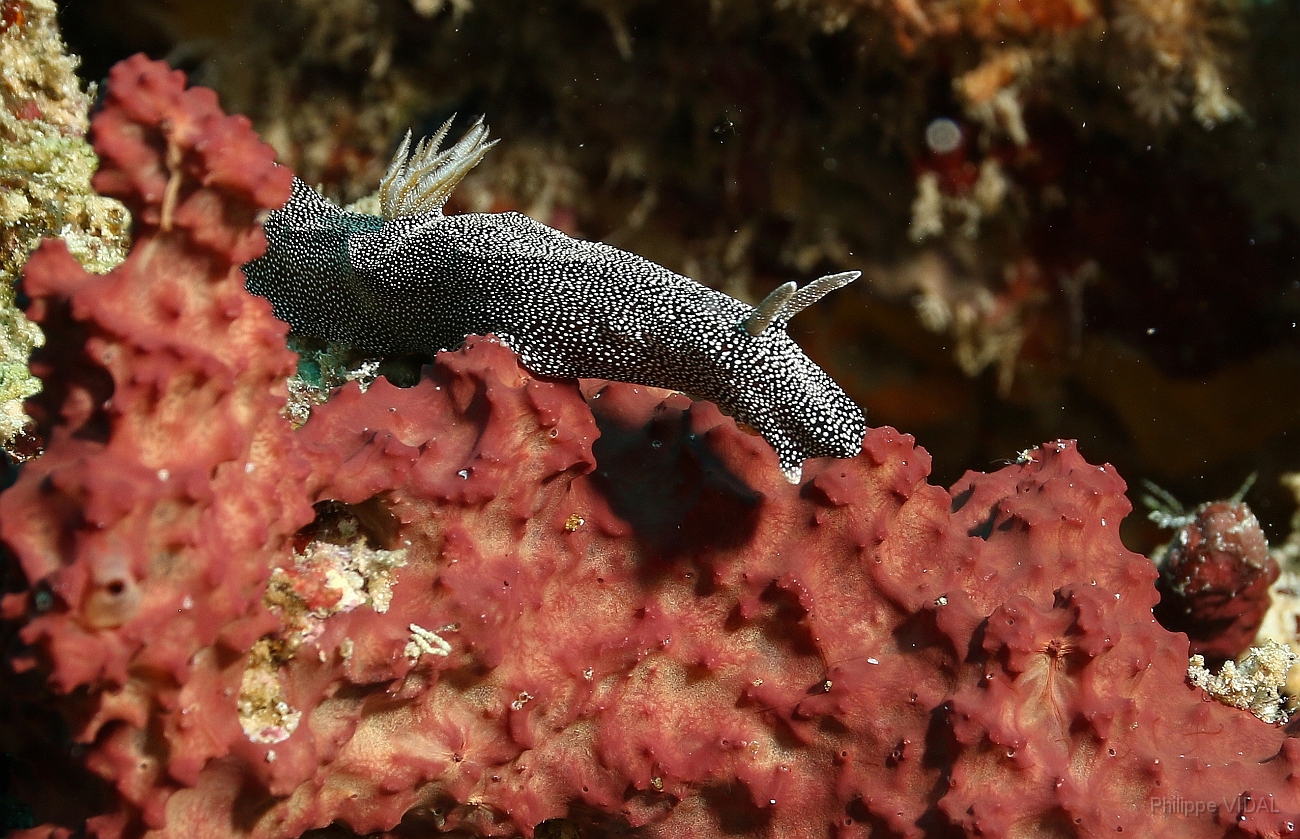 Raja Ampat 2016 - Glossodoris stellatus - Glarry Glossodoris - Nudibranche - IMG_5540_rc.jpg